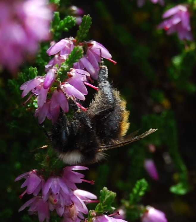 Bombus monticola (Mountain Bumblebee)