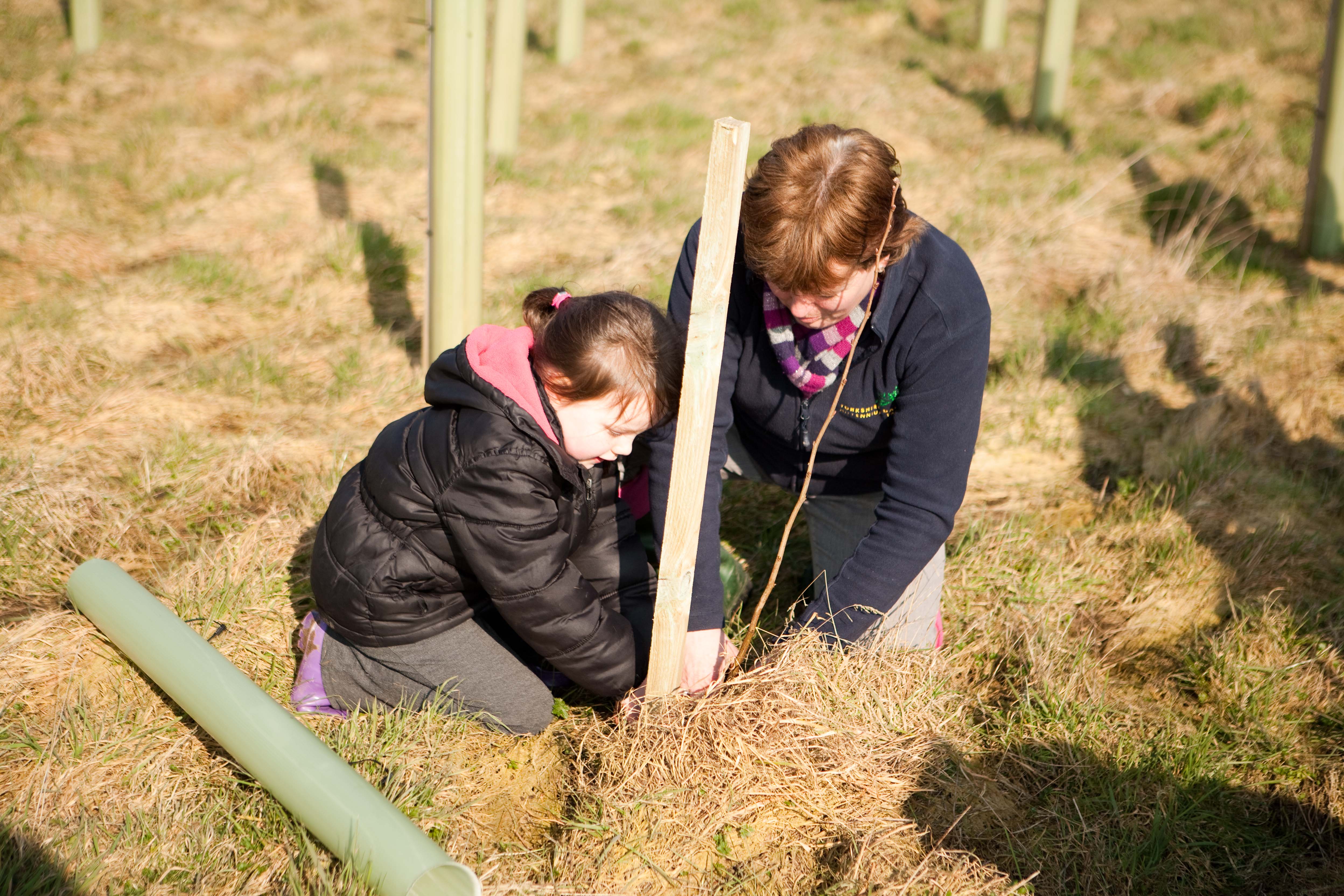 Planting a young sapling