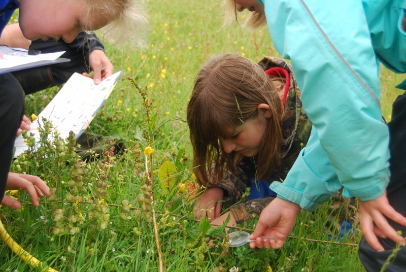 Identifying Flower Species