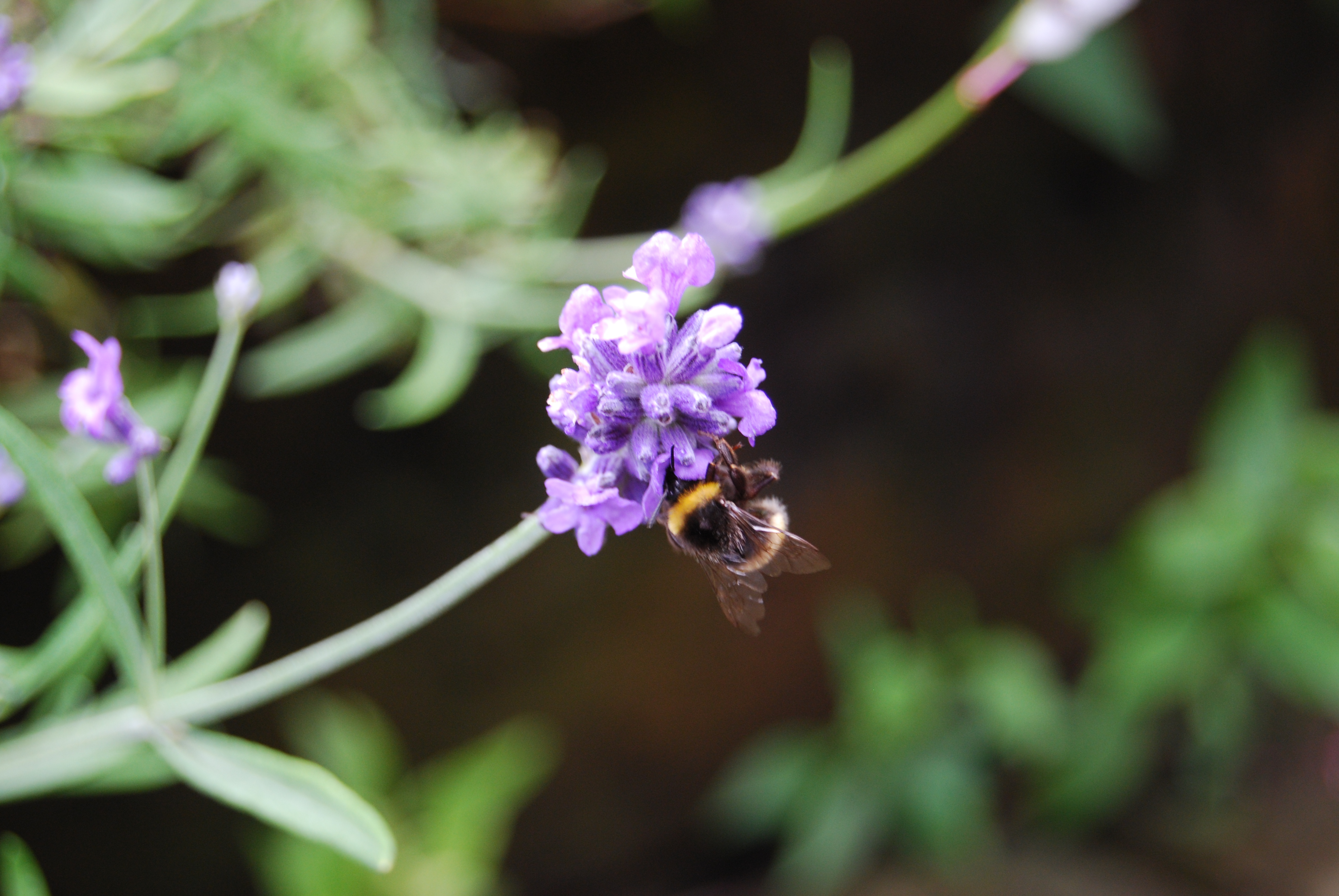 Bumblebee