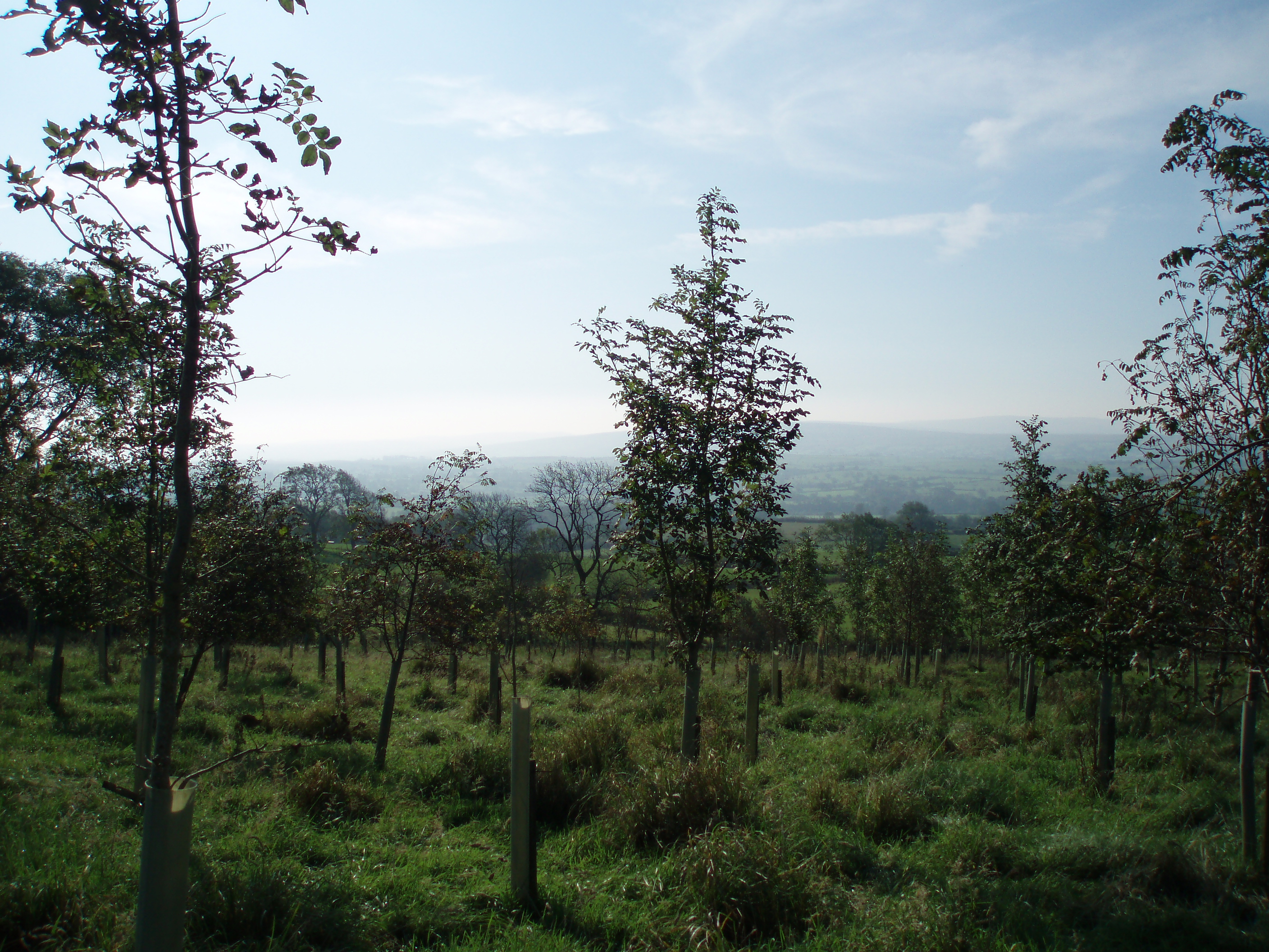 Westgate Farm Wood, Sept 2011
