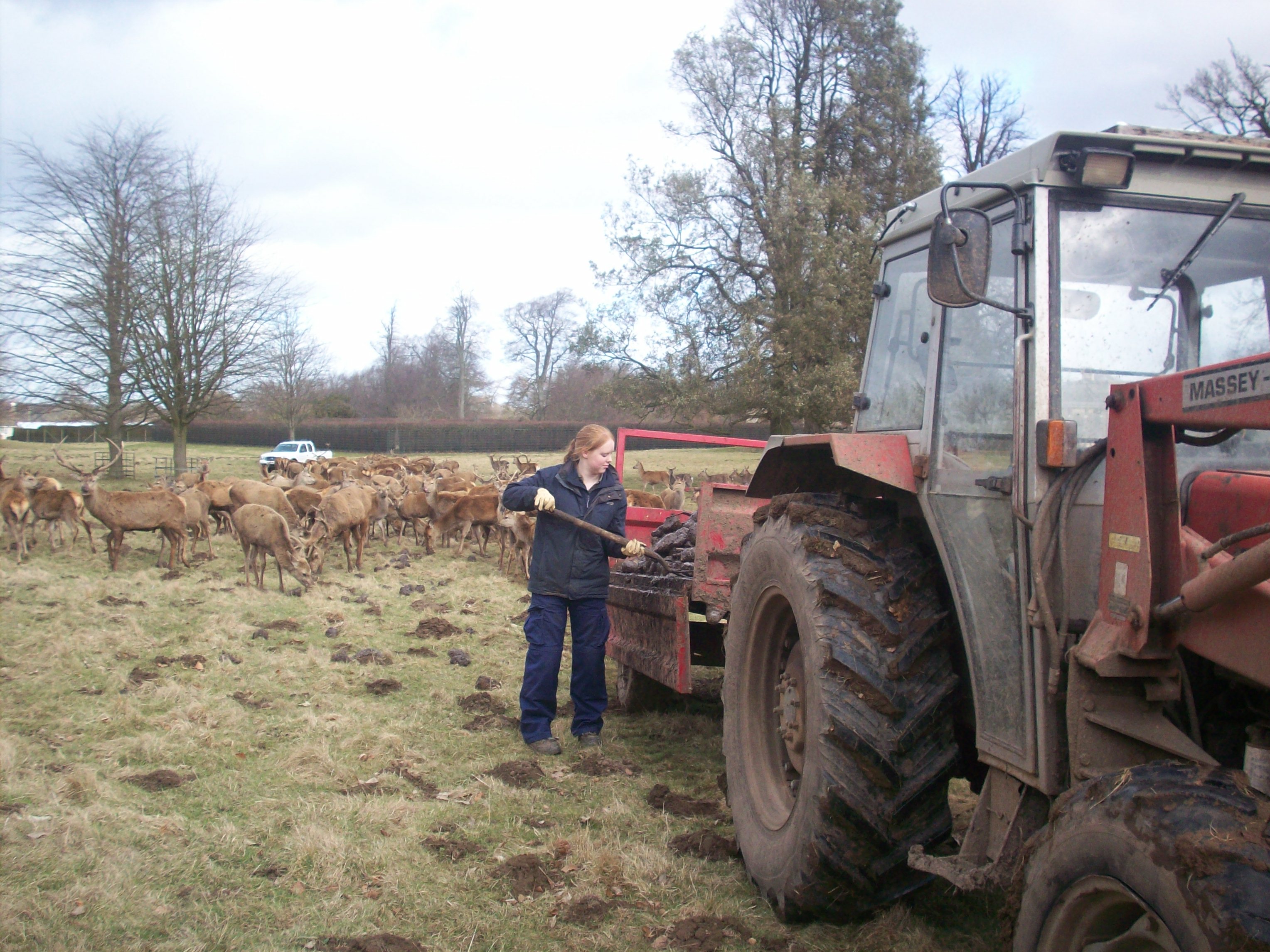 Feeding deer with fodderbeat and hay
