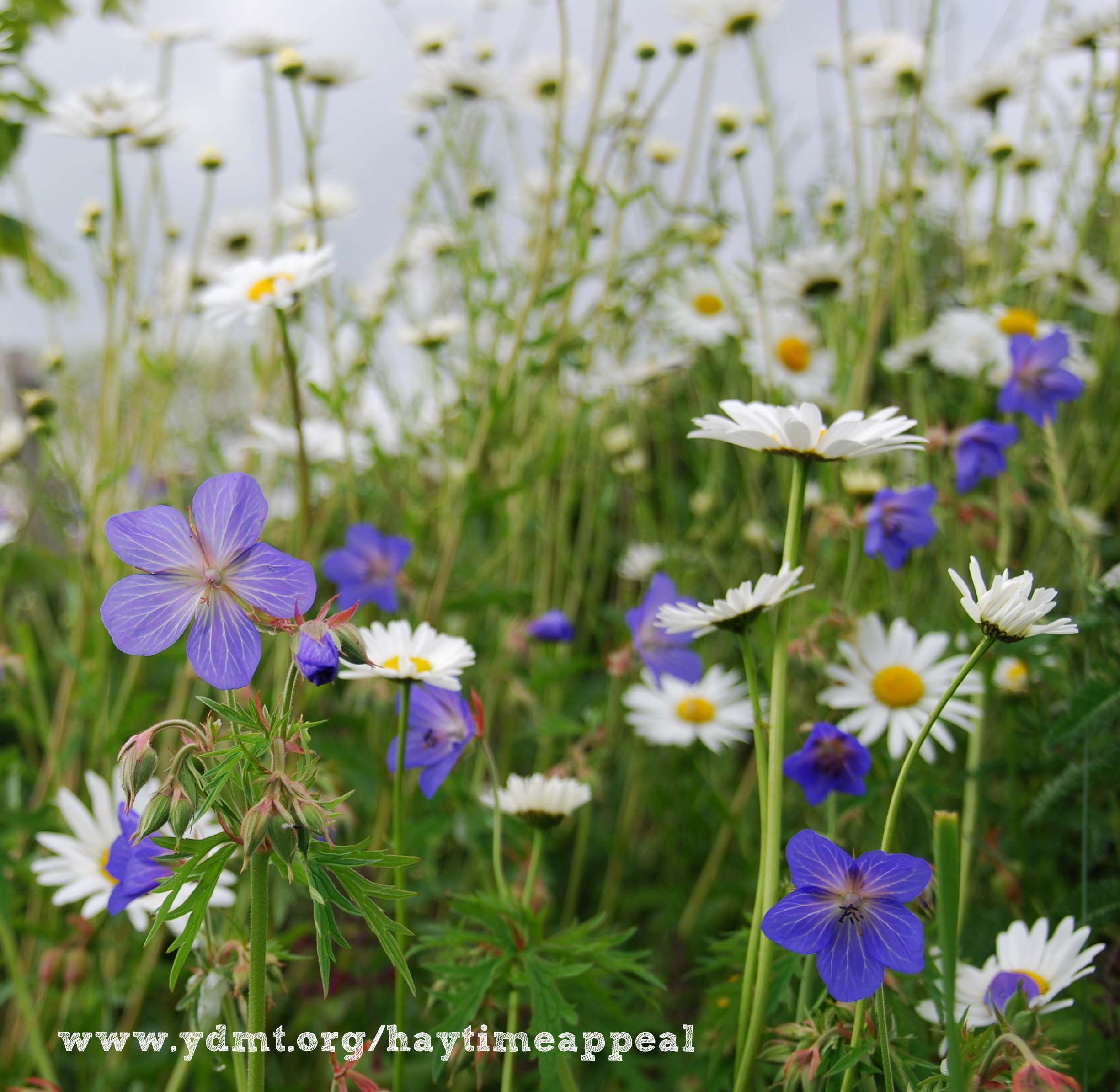 One hay meadow can support up to 120 species of plants, please help us save them www.ydmt.org/haytimeappeal