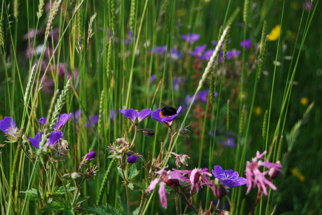 Bumblebee feeding on wood crane's-bill