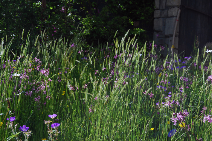 Species-rich hay meadows are at risk of disappearing in the UK a threat to the hundreds of species of wildlife they support 
