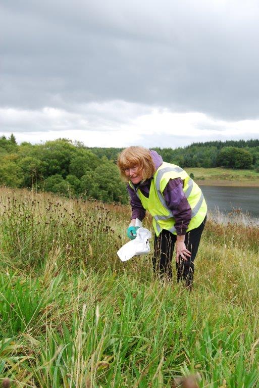 Catherine Smith from Dales Holiday Cottages hand collects seed that will be used to restore native wildflower species to degraded meadows 