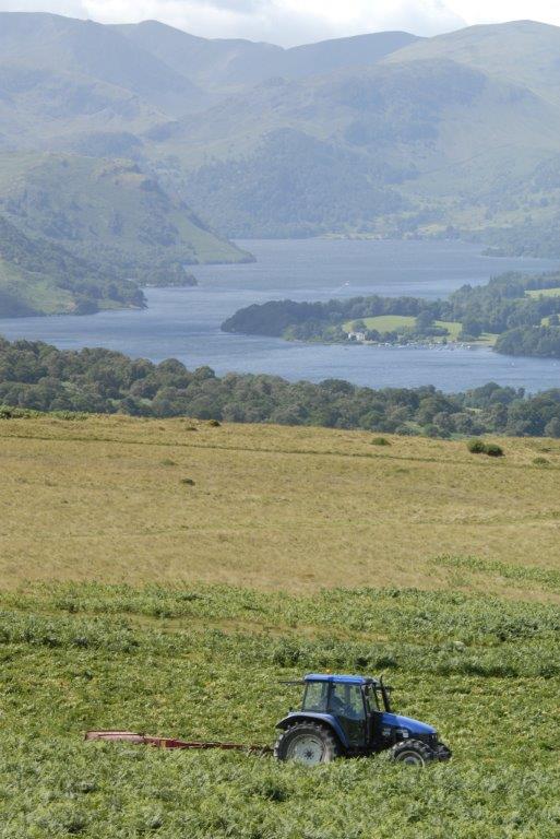 Cutting bracken above Ullswater