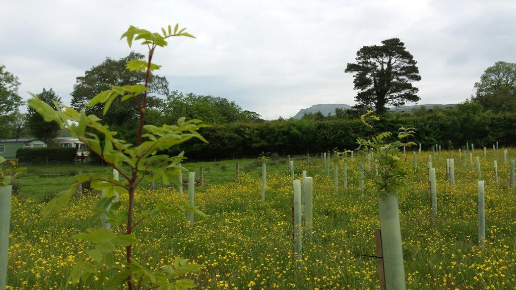 Greenwood Leghe Woodland