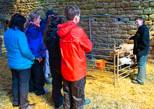 Young people experience life on the farm life on a visit to Keasden Head Farm.