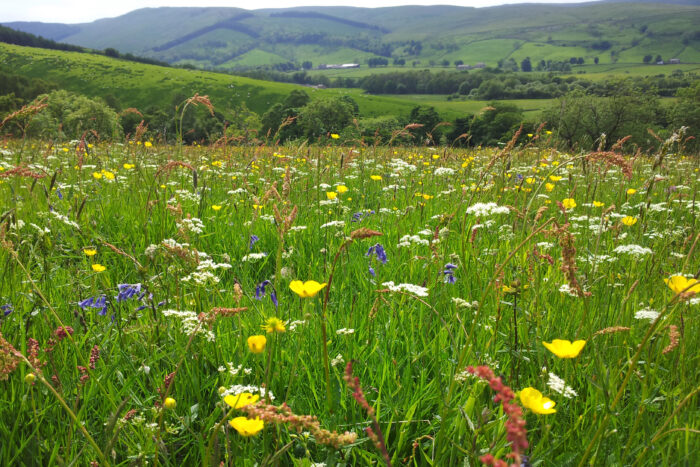 Yorkshire Dales wildflower meadow