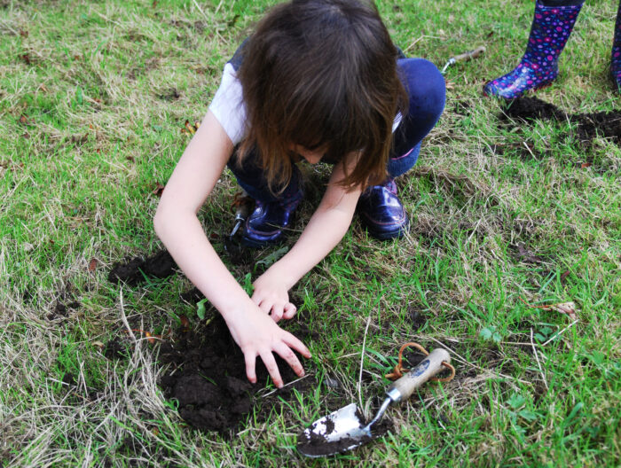 Plug planting wildflowers