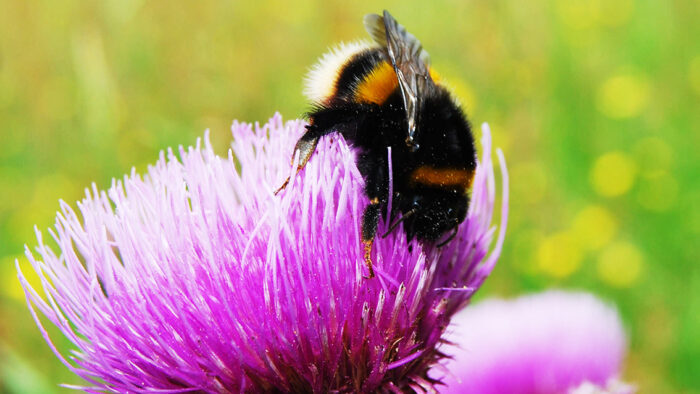Buff-tailed bumblebee (bombus terrestris)