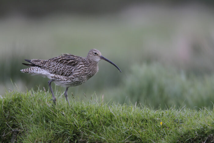 Curlew - Andy Hay (www.rspb-images.com)