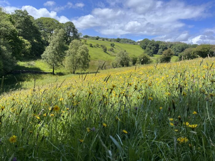 Nidderdale hay meadow ©Leanne Fox