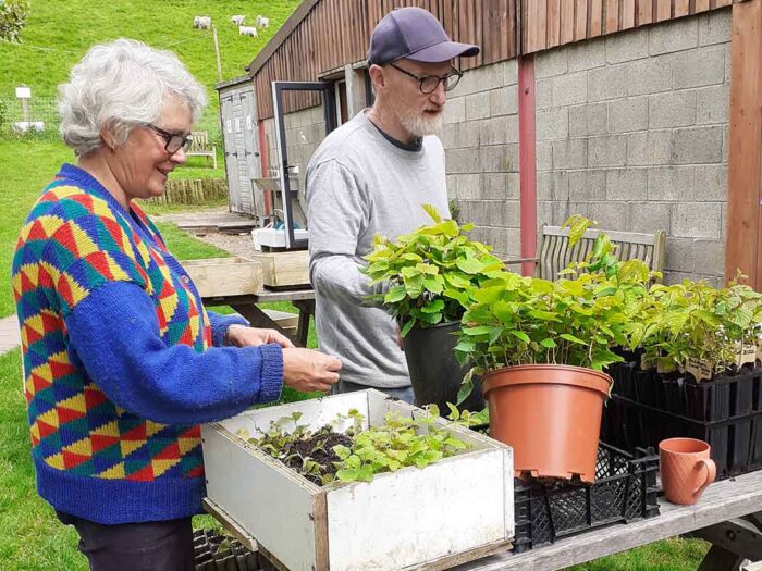 Potting on tree saplings 