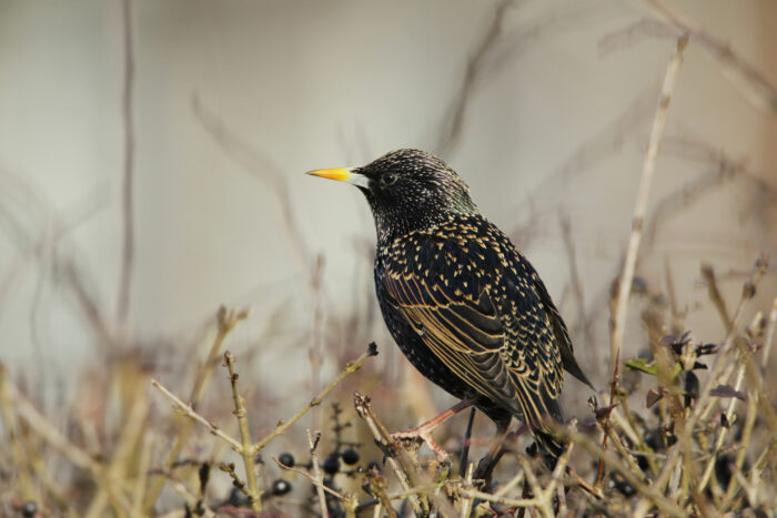 Starling adult male - Andy Hay (rspb-images.com)
